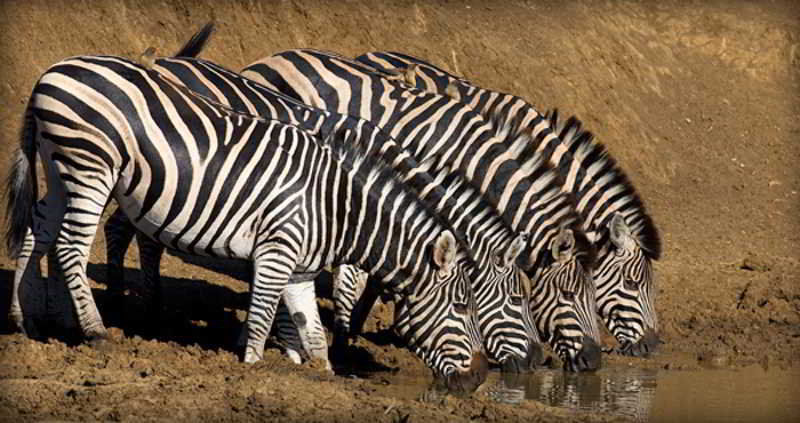 Black Rhino Game Lodge Ruighoek Mine Exterior foto